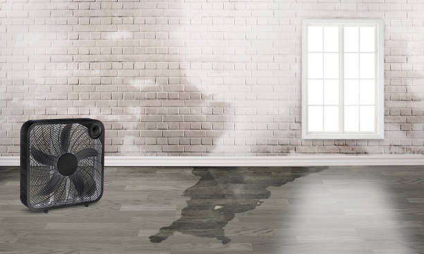 Best Carpet water damage restoration  in Lake City, FL